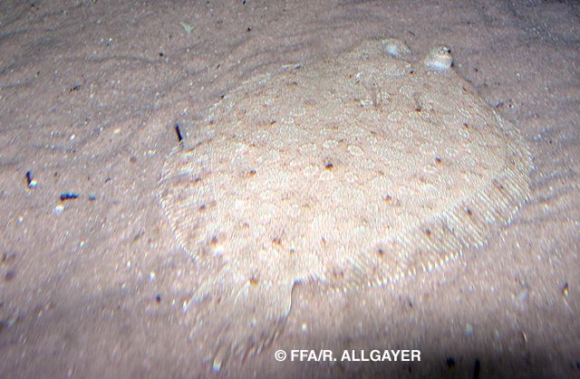 Bothus podas - 